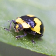 Illeis galbula at Higgins, ACT - 4 Feb 2017 10:46 AM