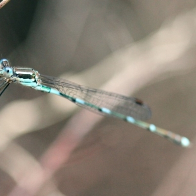 Austrolestes leda (Wandering Ringtail) at Higgins, ACT - 2 Feb 2017 by AlisonMilton