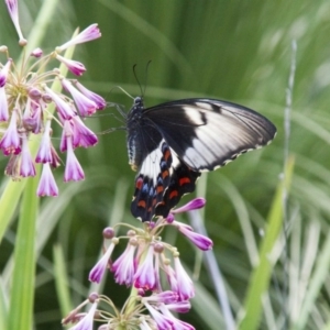 Papilio aegeus at Acton, ACT - 4 Feb 2017