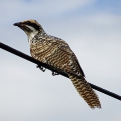 Eudynamys orientalis (Pacific Koel) at Isaacs, ACT - 5 Feb 2017 by galah681