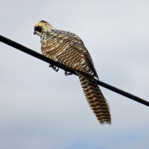 Eudynamys orientalis at Isaacs, ACT - 6 Feb 2017 10:16 AM