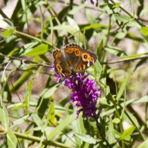 Junonia villida at Canberra Central, ACT - 4 Feb 2017