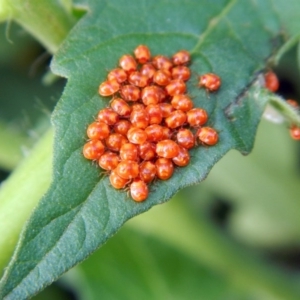 Nezara viridula at Higgins, ACT - 3 Feb 2017