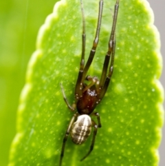 Araneidae (family) (Orb weaver) at Higgins, ACT - 4 Feb 2017 by AlisonMilton