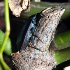 Pterohelaeus piceus (Pie-dish beetle) at Higgins, ACT - 7 Feb 2017 by Alison Milton