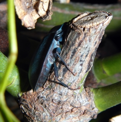 Pterohelaeus piceus (Pie-dish beetle) at Higgins, ACT - 7 Feb 2017 by Alison Milton