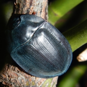 Pterohelaeus piceus at Higgins, ACT - 7 Feb 2017