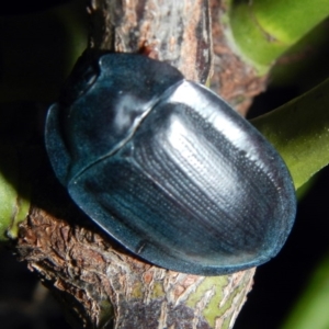 Pterohelaeus piceus at Higgins, ACT - 7 Feb 2017