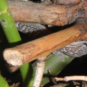 Christinus marmoratus at Higgins, ACT - 7 Feb 2017 08:35 PM