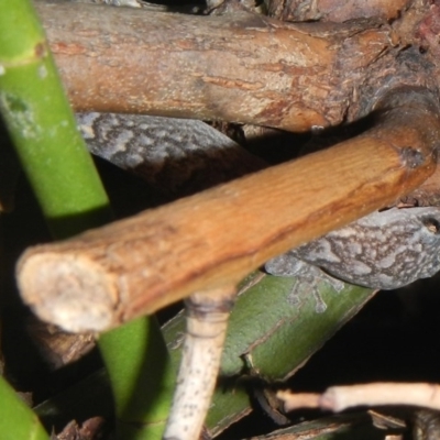 Christinus marmoratus (Southern Marbled Gecko) at Higgins, ACT - 7 Feb 2017 by AlisonMilton