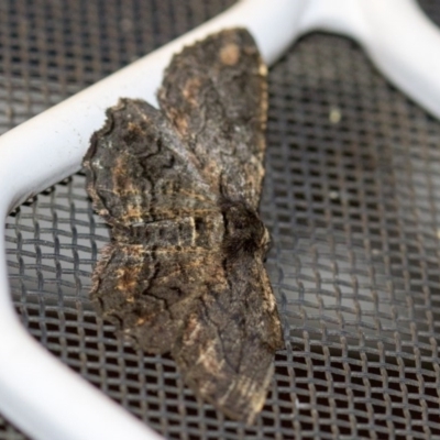 Pholodes sinistraria (Sinister or Frilled Bark Moth) at Higgins, ACT - 2 Feb 2017 by Alison Milton