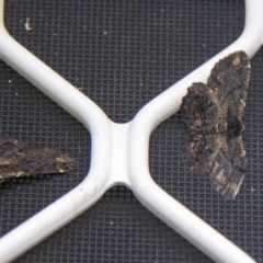 Pholodes sinistraria at Higgins, ACT - 3 Feb 2017 06:20 AM