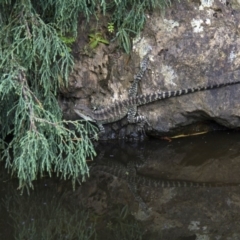 Intellagama lesueurii howittii (Gippsland Water Dragon) at Acton, ACT - 4 Feb 2017 by AlisonMilton