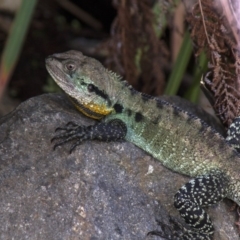 Intellagama lesueurii howittii at Acton, ACT - 4 Feb 2017