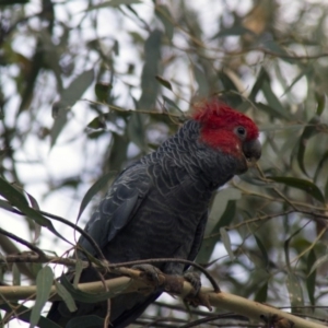 Callocephalon fimbriatum at Acton, ACT - suppressed