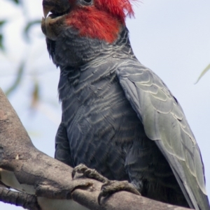 Callocephalon fimbriatum at Acton, ACT - suppressed