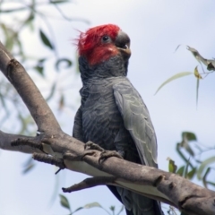 Callocephalon fimbriatum at Acton, ACT - 4 Feb 2017