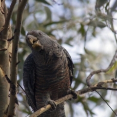 Callocephalon fimbriatum at Acton, ACT - suppressed