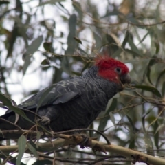 Callocephalon fimbriatum at Acton, ACT - suppressed