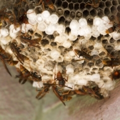 Polistes (Polistella) humilis (Common Paper Wasp) at Jerrabomberra Wetlands - 4 Feb 2017 by Alison Milton