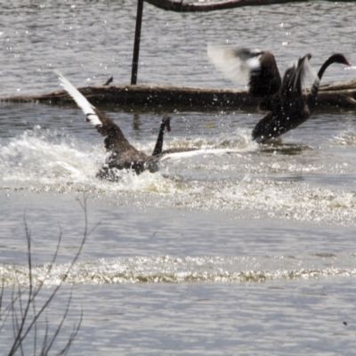 Cygnus atratus (Black Swan) at Kingston, ACT - 5 Feb 2017 by AlisonMilton