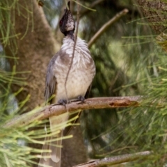 Philemon corniculatus (Noisy Friarbird) at Fyshwick, ACT - 5 Feb 2017 by AlisonMilton