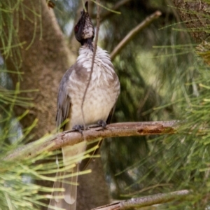 Philemon corniculatus at Fyshwick, ACT - 5 Feb 2017 10:42 AM