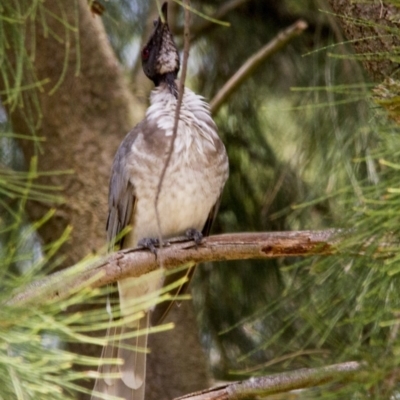 Philemon corniculatus (Noisy Friarbird) at Fyshwick, ACT - 5 Feb 2017 by AlisonMilton