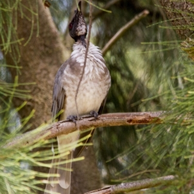 Philemon corniculatus (Noisy Friarbird) at Jerrabomberra Wetlands - 4 Feb 2017 by Alison Milton