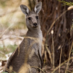 Macropus giganteus (Eastern Grey Kangaroo) at Jerrabomberra Wetlands - 5 Feb 2017 by Alison Milton