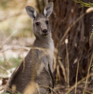 Macropus giganteus at Kingston, ACT - 5 Feb 2017