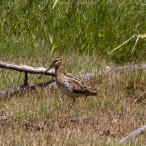 Gallinago hardwickii at Fyshwick, ACT - 5 Feb 2017