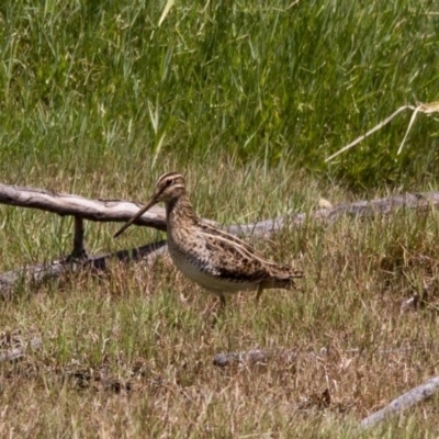 Gallinago hardwickii (Latham's Snipe) at Jerrabomberra Wetlands - 5 Feb 2017 by Alison Milton