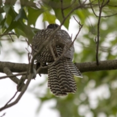 Eudynamys orientalis at Higgins, ACT - 5 Feb 2017