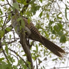 Eudynamys orientalis (Pacific Koel) at Higgins, ACT - 4 Feb 2017 by Alison Milton