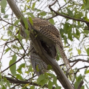 Eudynamys orientalis at Higgins, ACT - 5 Feb 2017