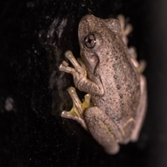 Litoria peronii (Peron's Tree Frog, Emerald Spotted Tree Frog) at Murrumbateman, NSW - 7 Feb 2017 by SallyandPeter