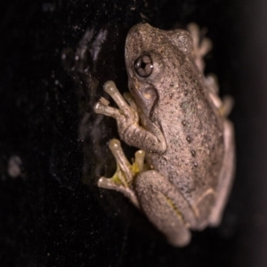 Litoria peronii at Murrumbateman, NSW - 7 Feb 2017 08:26 PM