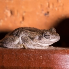 Litoria peronii at Murrumbateman, NSW - 7 Feb 2017 08:26 PM