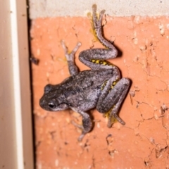 Litoria peronii at Murrumbateman, NSW - 7 Feb 2017