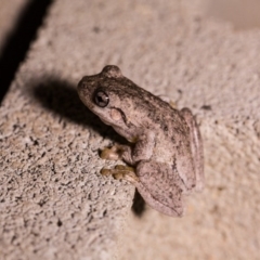 Litoria peronii at Murrumbateman, NSW - 7 Feb 2017 08:26 PM