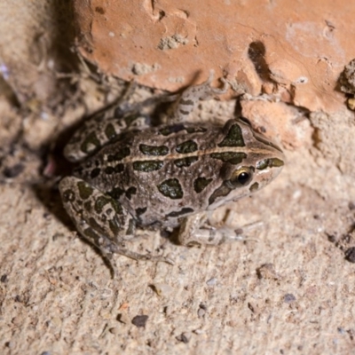 Limnodynastes tasmaniensis (Spotted Grass Frog) at Murrumbateman, NSW - 7 Feb 2017 by SallyandPeter