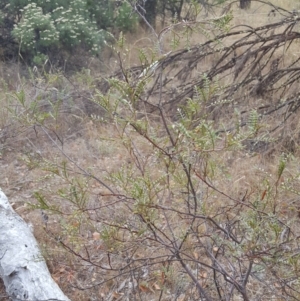 Indigofera adesmiifolia at Watson, ACT - 8 Feb 2017