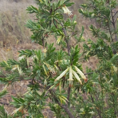 Styphelia triflora (Five-corners) at Watson, ACT - 8 Feb 2017 by JustinHurleyLey