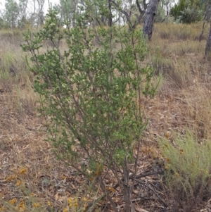 Styphelia triflora at Watson, ACT - 8 Feb 2017 07:46 AM