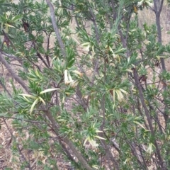 Styphelia triflora at Watson, ACT - 8 Feb 2017 07:46 AM