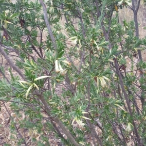 Styphelia triflora at Watson, ACT - 8 Feb 2017