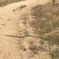 Pseudonaja textilis (Eastern Brown Snake) at Duffy, ACT - 7 Feb 2017 by Floramaya