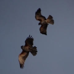 Hieraaetus morphnoides (Little Eagle) at Garran, ACT - 7 Jan 2017 by roymcd