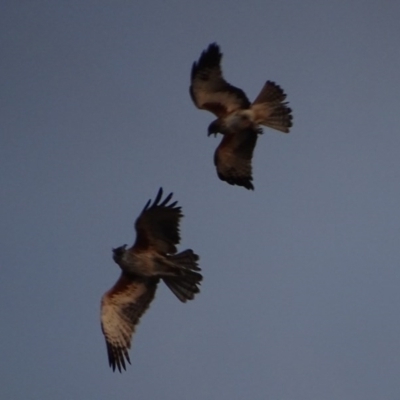 Hieraaetus morphnoides (Little Eagle) by roymcd
